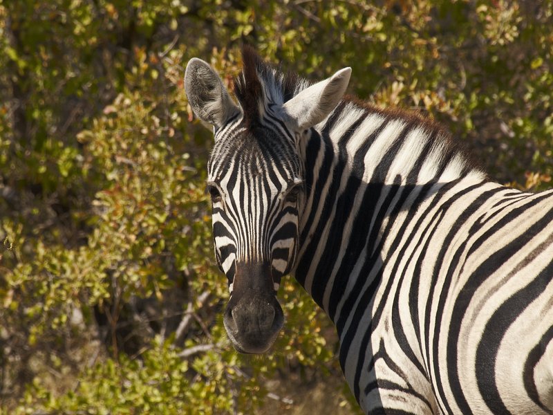 Etosha National Park, Zebra